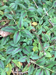 Koenigia campanulata