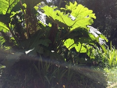Gunnera tinctoria