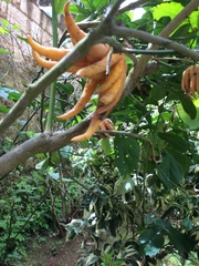 Citrus medica sarcodactylis