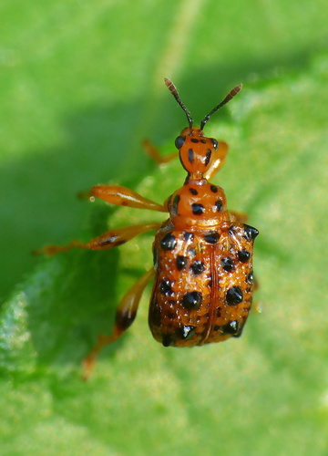 Hoplapoderus gemmatus