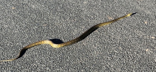 Diamond Python sighting