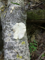 Pleurotus calyptratus