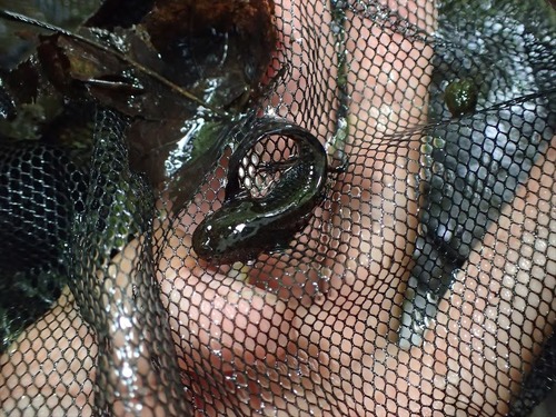 Black Salamander, Hynobius nigrescens