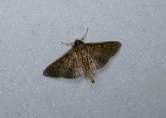 Coptobasis