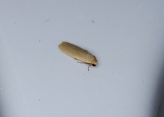 Danielithosia immaculata