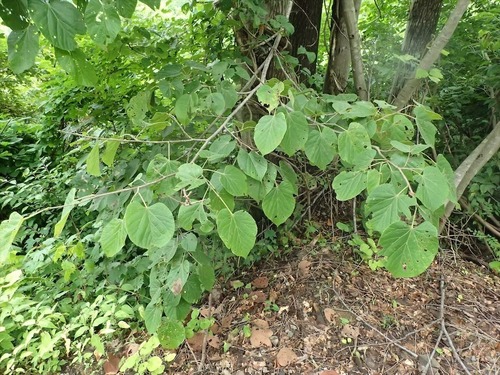 Tilia maximowicziana