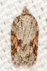 Acleris ptychogrammos