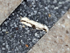 Erechthias atririvis
