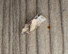 Etanna breviuscula