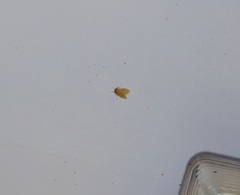 Euproctis cryptosticta