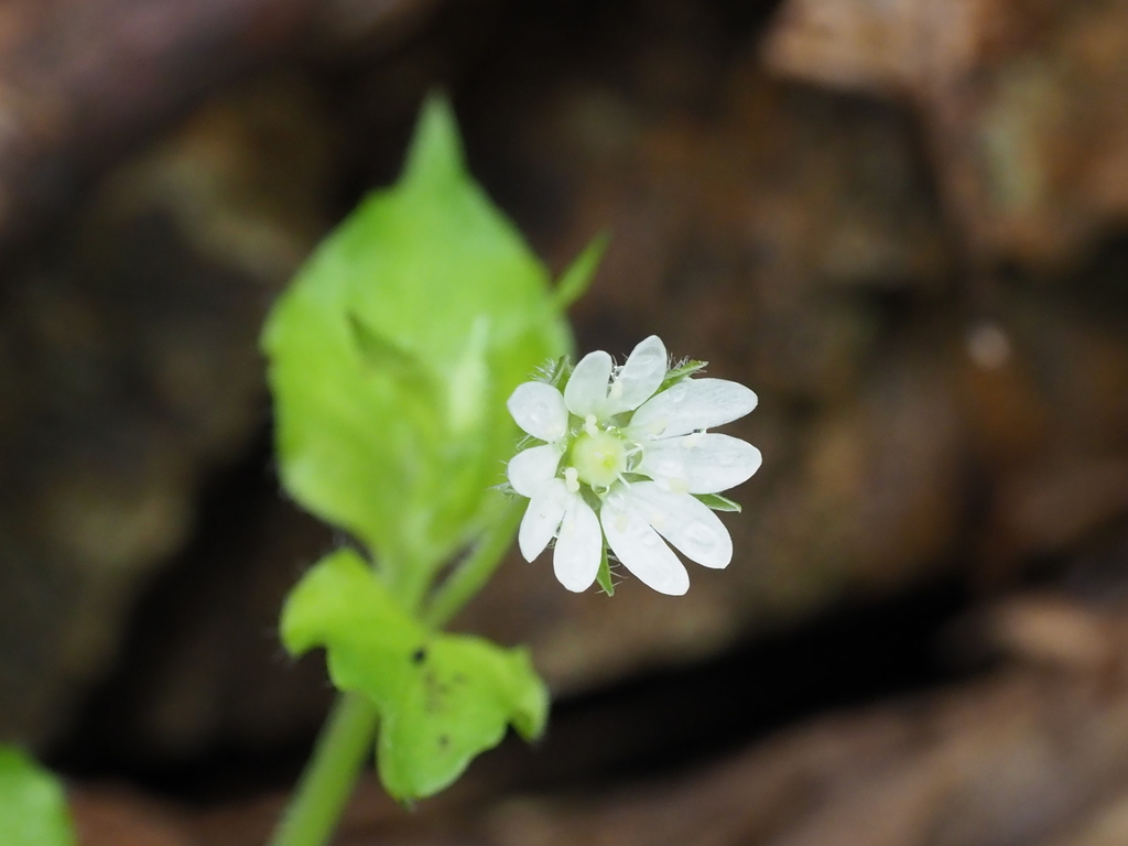 Stellaria sessiliflora