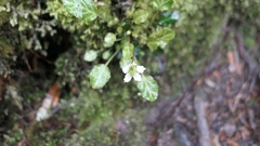 Shortia rotundifolia
