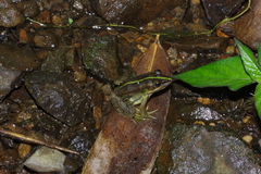 Pelophylax fukienensis