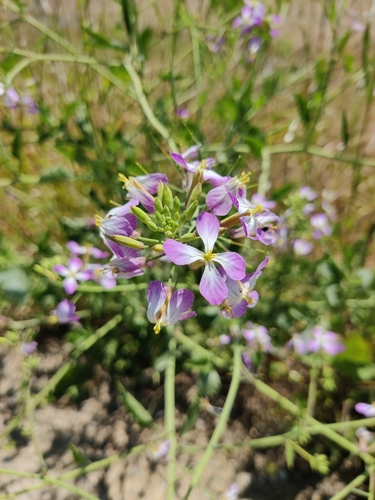 iNaturalist observation photo of Wild radish