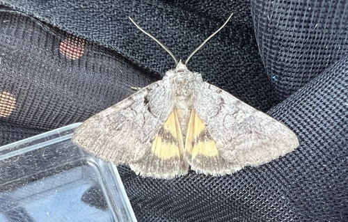 Catocala mariana