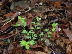 Stellaria sessiliflora