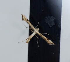 Platyptilia