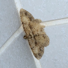 Psilalcis galsworthyi