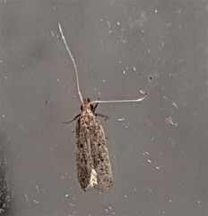 Lecithocera imprudens