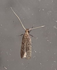 Lecithocera imprudens