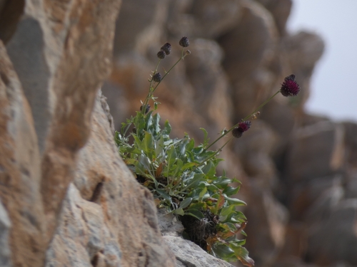 Centaurea atropurpurea