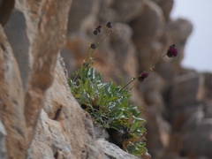 Centaurea atropurpurea