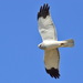 Hen Harrier - Photo (c) Константин Самодуров, some rights reserved (CC BY-NC), uploaded by Константин Самодуров