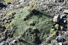 Senecio humillimus