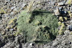 Senecio humillimus