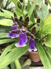 Zygopetalum