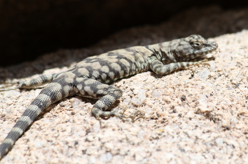 Banded Rock Lizard