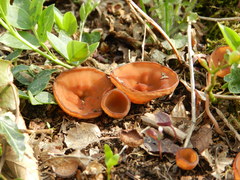 Dumontinia tuberosa