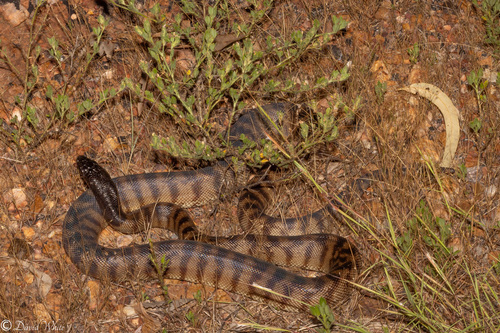 Black-headed Python sighting