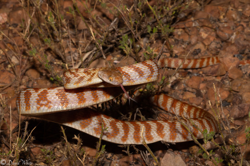 Brown Tree Snake sighting