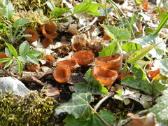 Dumontinia tuberosa