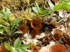 Dumontinia tuberosa