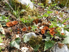 Dumontinia tuberosa