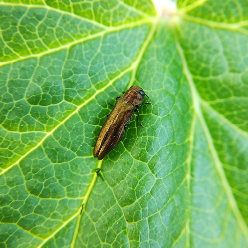 Currant stem girdler