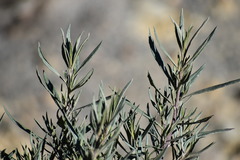 Senecio clivicola