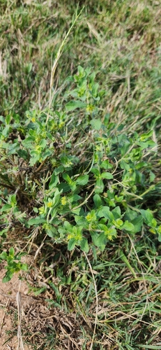 Acanthospermum hispidum iNat (3)