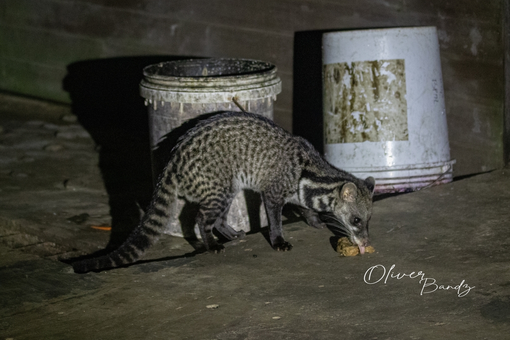 Malay Civet from Marudi, Sarawak, Malaysia on May 12, 2024 at 10:28 AM ...