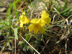 Oxalis frutescens