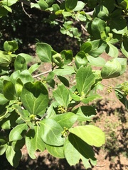 Afrocanthium gilfillanii