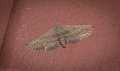 Araeopteron canescens