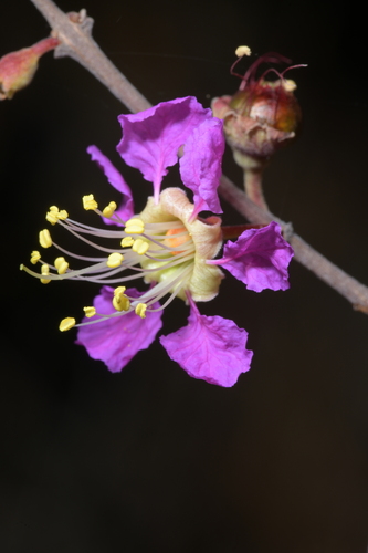 Koehneria madagascariensis