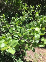 Afrocanthium gilfillanii