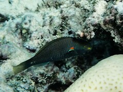 アカオビベラ