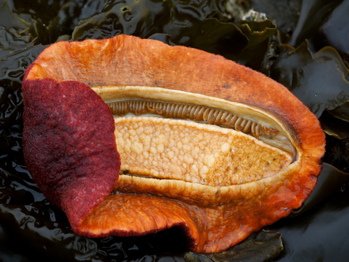 Gumboot Chiton