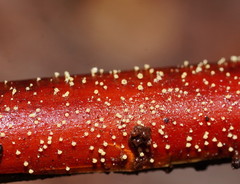 Lachnum pteridophyllum