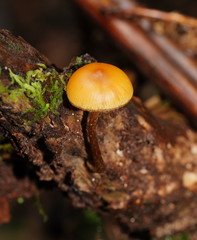 Galerina patagonica